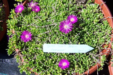 Delosperma ´Diamantové doly 2800m´ (Holzbecher)