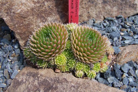 Orostachys minutus