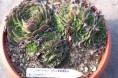 Jovibarba heufellii var. Glabra