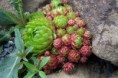Jovibarba sobolifera (syn. Sempervivum soboliferum)